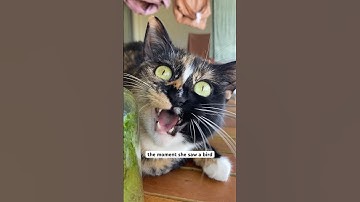 ekekekkekkek 🐦 #tortieco #cat