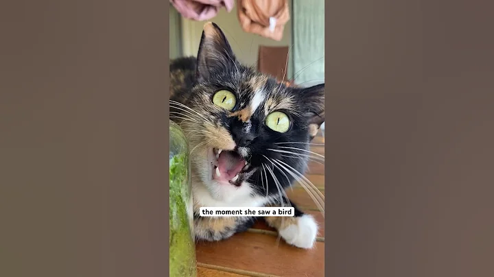 ekekekkekkek 🐦 #tortieco #cat