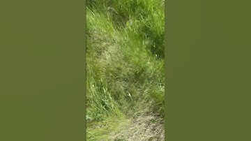 Spawning rocks #smallyoutuber #rp #video #elementalfairy #fairy #roadto1k