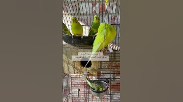 #سورة_الحديد #المصحف #قرآن #حديد #قوة #العراق #مصر #السعودية #اكسبلور #طيور #kuran #birds #love