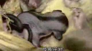 就是愛寵物-- 口袋怪獸蜜袋鼯SUGAR GLIDER