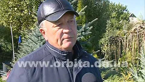 О соснах, елках и… суевериях