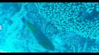 Sharm Dreams Resort Sharm el Sheikh Red Sea Snorkeling