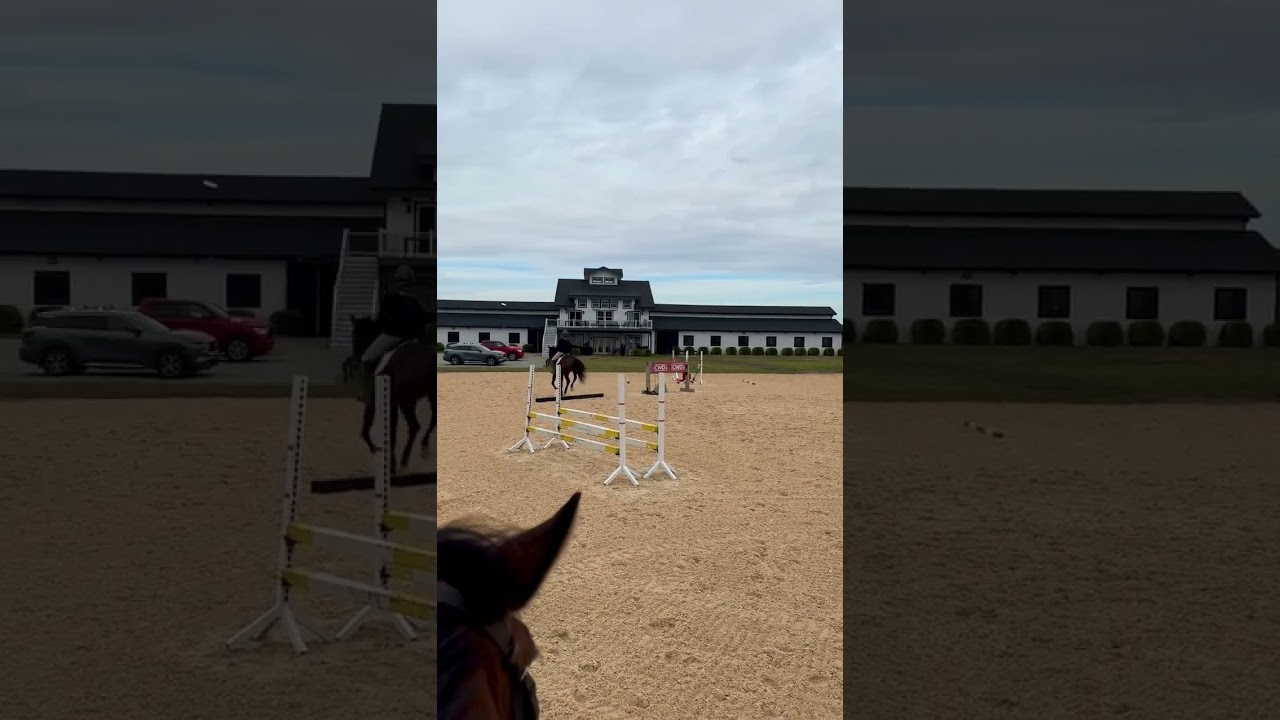 Judge’s next installment, jumping a little course! He is offered for sale. 