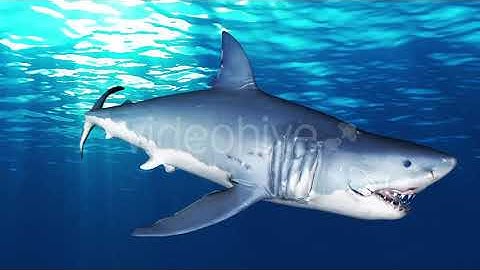 Shark Attack V8 | Motion Graphics - Envato elements