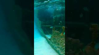 Exploring The Gallant Lady Shipwreck | Snorkeling Adventure in Bimini Island, Bahamas #shorts