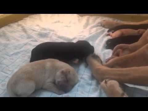 dog puppy sound dog puppy sound