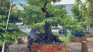 📱0989 663 066 gặp Nhu 📱 vườn bonsai cây cảnh khủng, giá hợp lý
