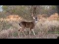 Cacerías de Venado con Arco y Rifle en Grandes Trofeos del 28 de Enero