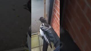 reuniting trapped baby magpie with parents. reuniting trapped baby magpie with parents.