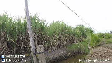 BÁN 500M² ĐẤT VƯỜN TẠI XÃ BÌNH ĐỨC, HUYỆN BẾN LỨC, LONG AN – GIÁ CHỈ 330 TRIỆU. LIÊN HỆ: 0899212378