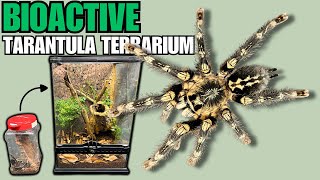 New Tarantulas! Ivory Ornamental (Poecilotheria subfusca) | Bioactive Arboreal Tarantula Terrarium