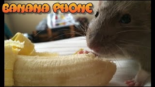 Banana Phone - Rat Edition by Zeddwolff 2,304 views 1 year ago 40 seconds