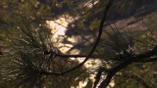 This American Land: Precious Sierra Water