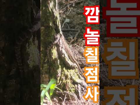 깜놀 <strong>칠점사</strong>