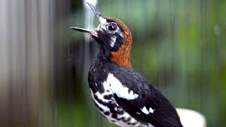 Download Lagu PANCINGAN ANIS KEMBANG BIKIN SEMUA GACOR #aniskembang MP3