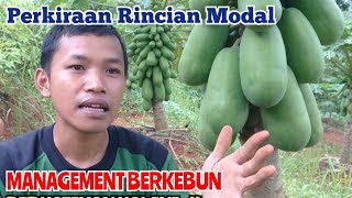 GAMBARAN MODAL TANAM PEPAYA  - AGAR MERAWAT PEPAYA MAXSIMAL