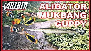 Mencari Ikan Guppy Liar Untuk Makanan Ikan Alligator