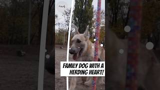 Belgian Family Dog with a Herding Heart!  #laekenois #dogbreeding #shortsvideo