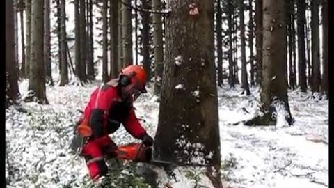 Felling and complete processing of trees, chainsaw Husqvarna 562 XP