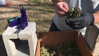 First impression of the Trim Daddy cannabis trimmer
