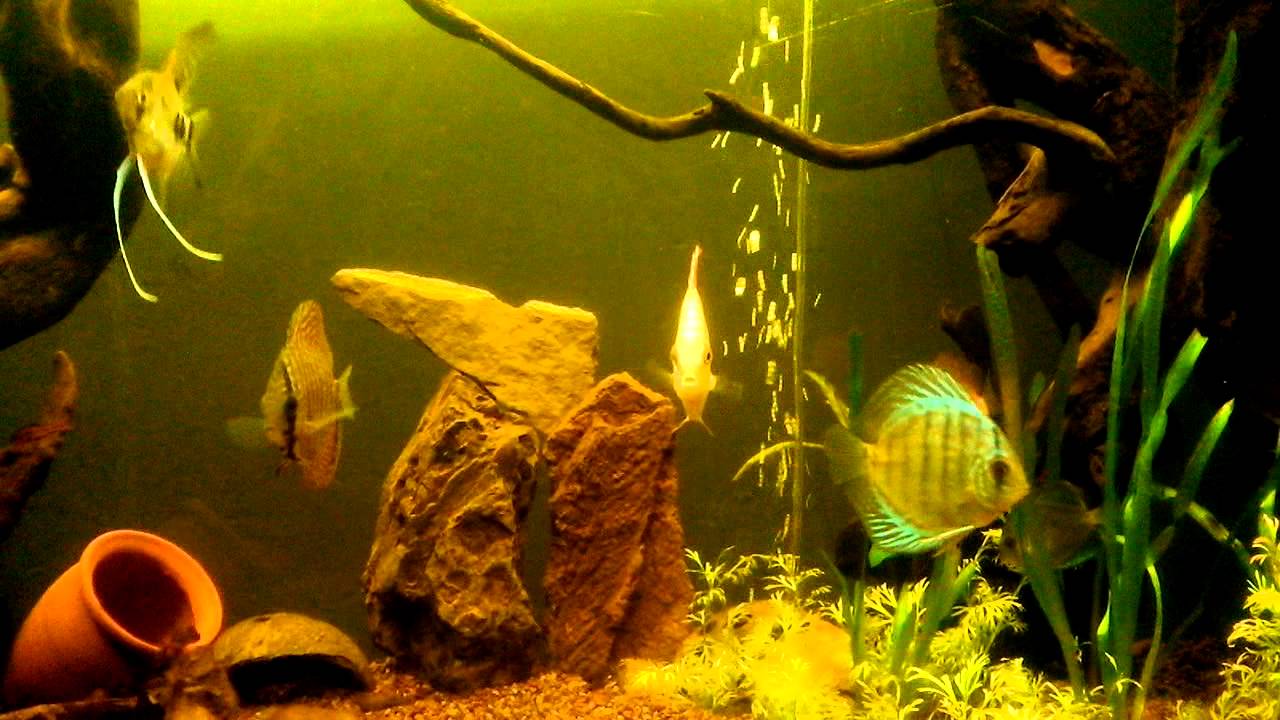 Discus fish tank amazon biotype YouTube