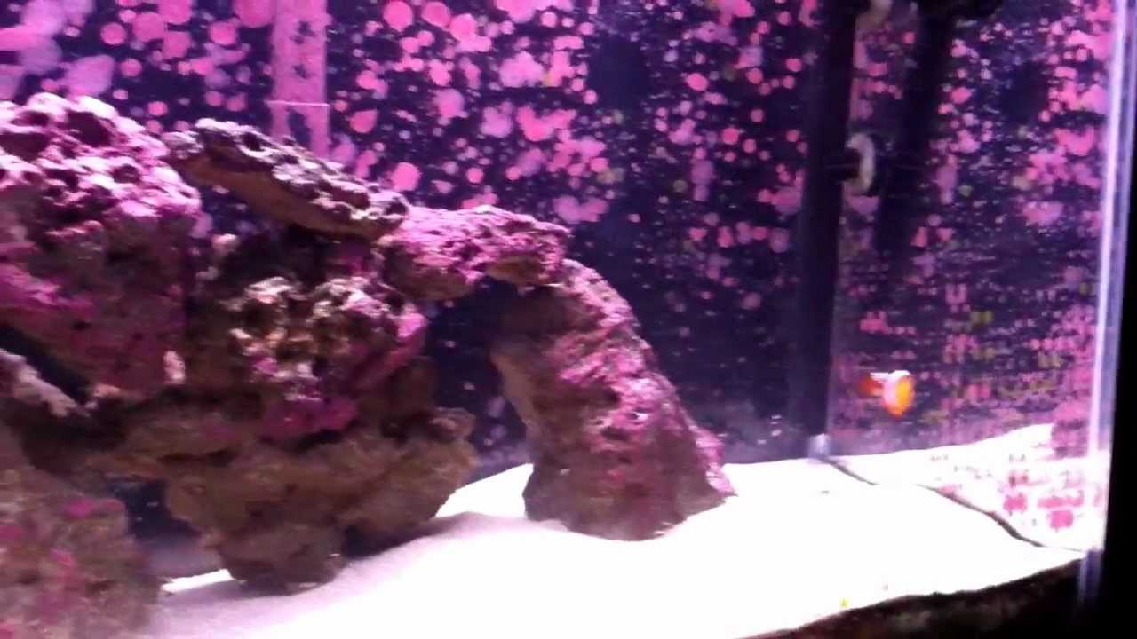 purple algae in freshwater fish tank