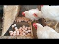 Amazing how to chickens laying eggs chicken farm