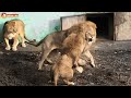 Лапа правосудия или Малыш Неожиданность! Львы. Тайган. Lions life in Taigan.