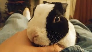 Rabbit learns he likes petting