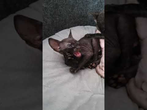 Cornish Rex cute kitten. Kenai , black kitty,  take a look!