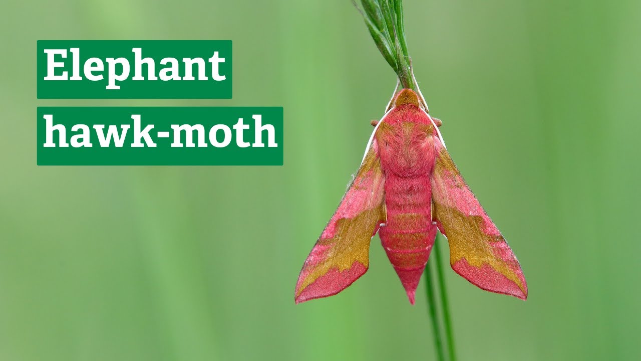 Elephant hawk-moth  The Wildlife Trusts