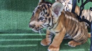 Tiger Cub  // Relaxing video  //