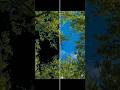 Tips for manually removing the sky background #photoshop