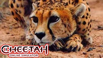 The Cheetah: Online RPG Animal Simulator - Gameplay Walkthrough Part 23 (iOS, Android)