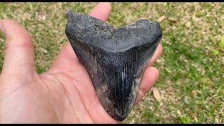 Charleston SC Megalodon Tooth Hunting