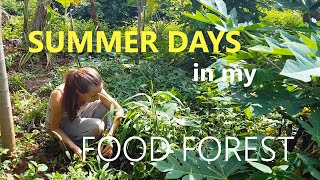 SUMMER DAYS IN MY FOOD FOREST