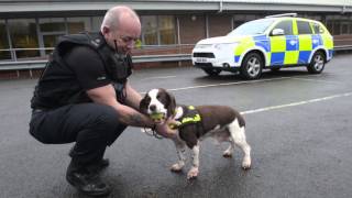 UK’s longest serving police dog retires at 13
