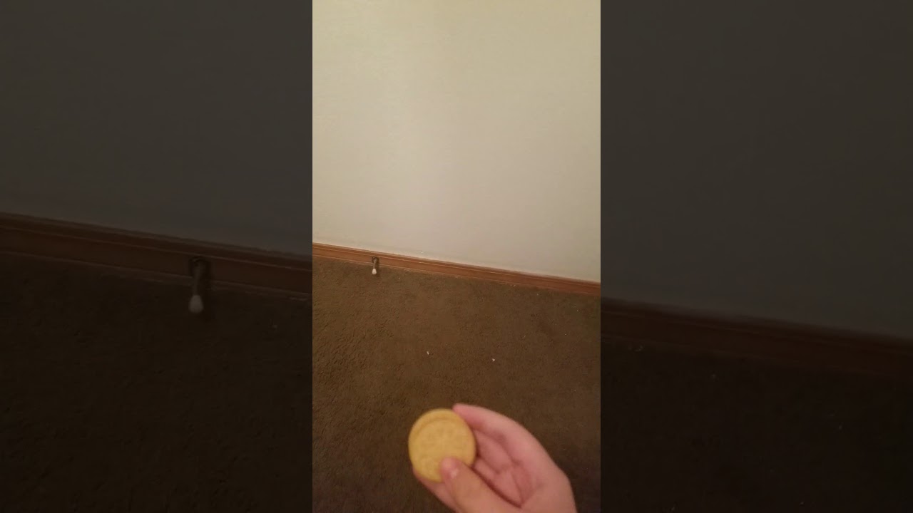 Throwing a cracker at a wall except it's a vanilla oreo because we don