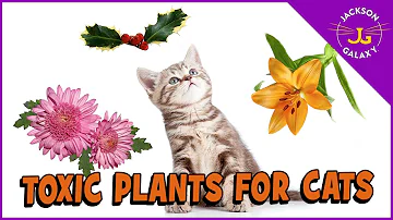 What bulbs are poisonous to cats?