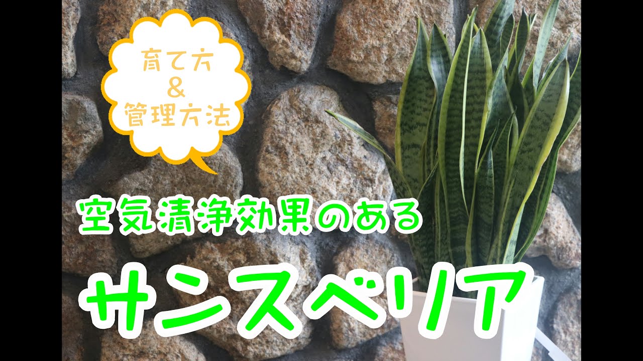 空気清浄効果の高い観葉植物サンスベリアの育て方 管理方法 Youtube