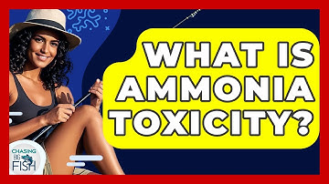 What Is Ammonia Toxicity? - Chasing Big Fish