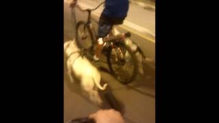Pit bulls puxando bike 2 - Pit bulls pulling bike 2
