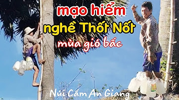Mạo hiểm nghề lấy nước Thốt Nốt nấu đường của người khmer 7 núi mùa gió bấc