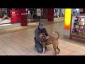 1 Year Old Pit Bull-Mix, Gunner | Off Leash K9 Training | Pit Bull Dog Training 1 Year Old Pit Bull-Mix, Gunner | Off Leash K9 Training | Pit Bull Dog Training
