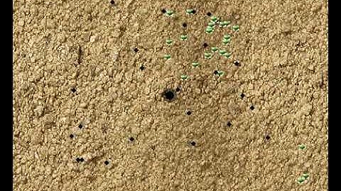 Simulated ant colony 1