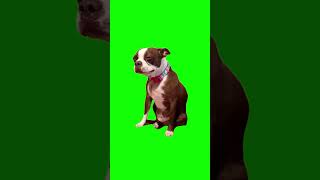 Green Screen Dog Crying Meme #greenscreen