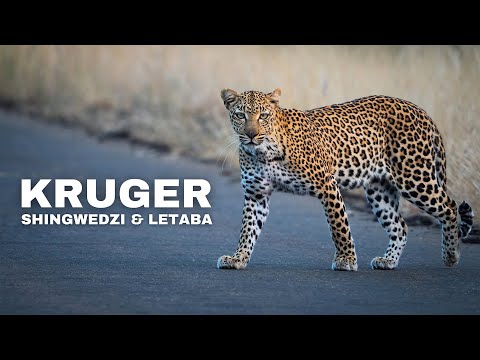 Video: Kruger (Nationalpark): foto, beskrivelse