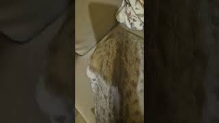 Taze fırından yeni çıkmış Leo ekmeği #leo #kedi #kediekmek #kedicik #aryaisworld #muffin #fırın #mis