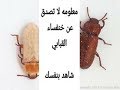 معلومه لا تصدق عن خنفساء القبابي شاهد بنفس......ك